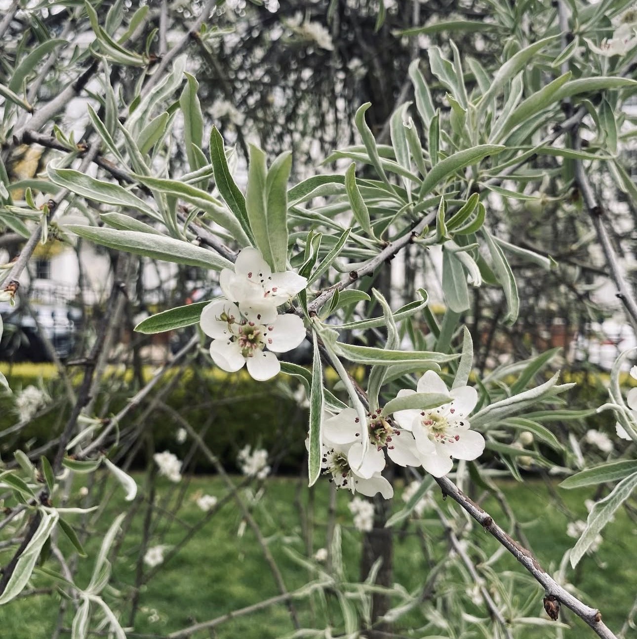 Close-up of white blossom on a silver-leaved pear tree