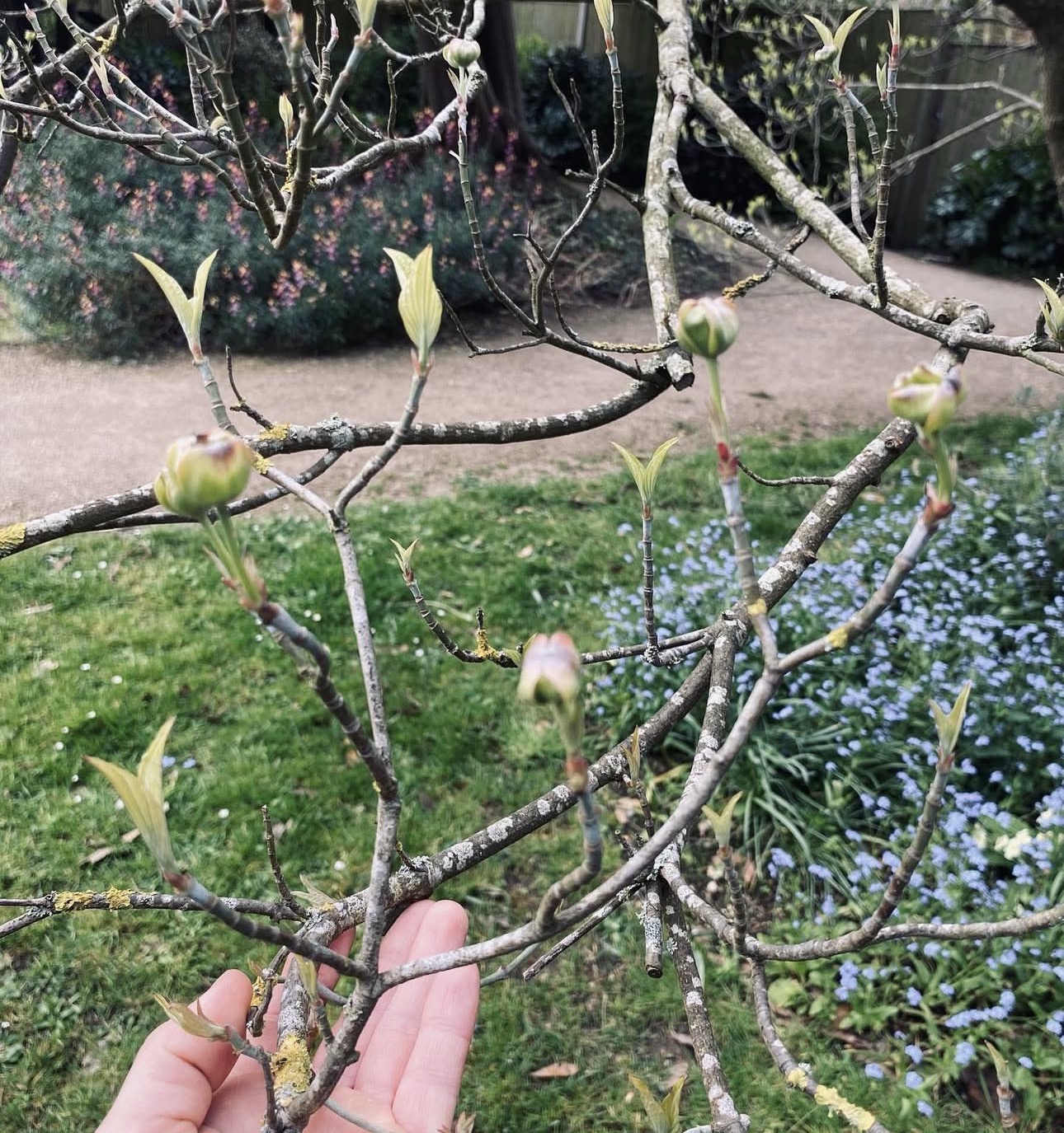 A hand gently holding a branch of spring buds