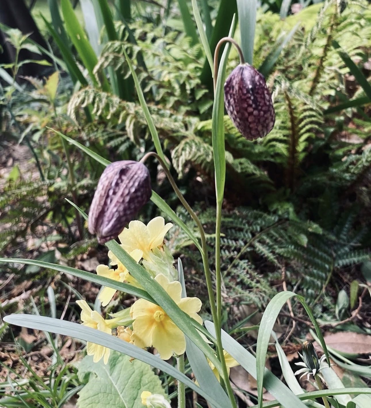 Snake's head fritillaries and primroses growing among ferns