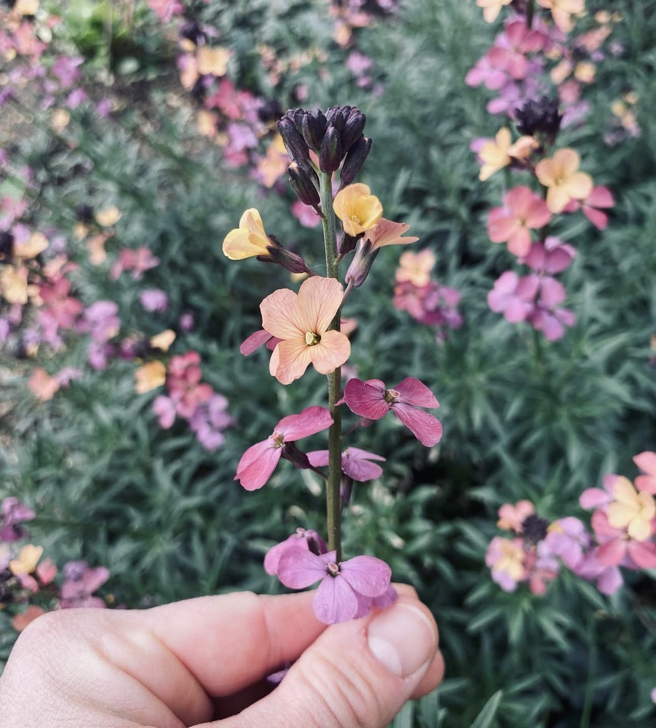 A wallflower stem held up against a blurred bed of mixed wallflowers